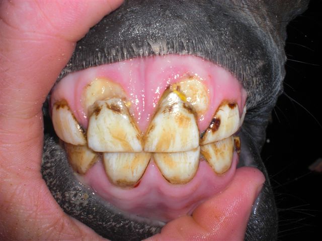 Decidous Incisors - Before